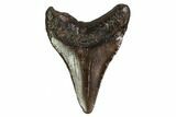 Juvenile Megalodon Tooth - Georgia #158831-1